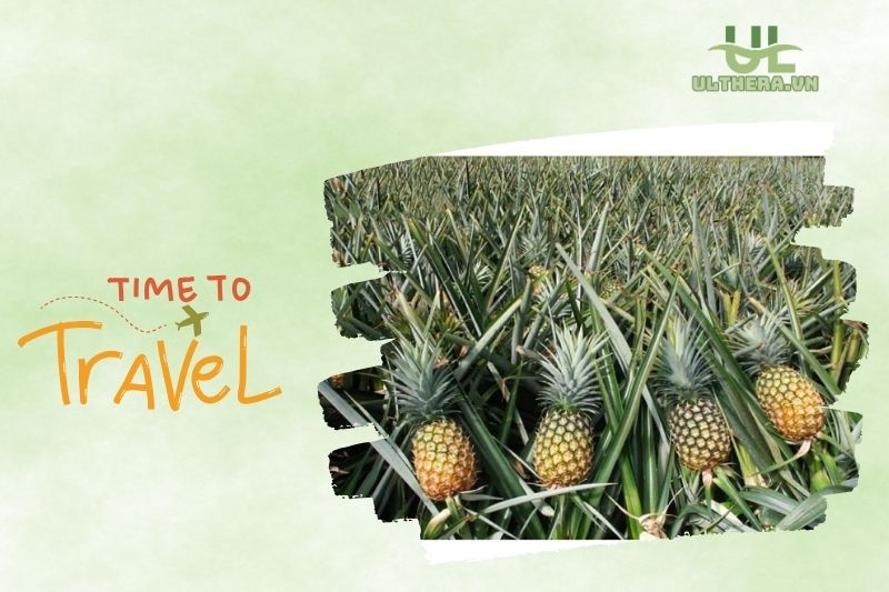 Vườn dứa Bến Lức