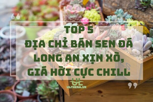 Địa chỉ bán sen đá Long An xịn xò, giá hời cực chill 2025