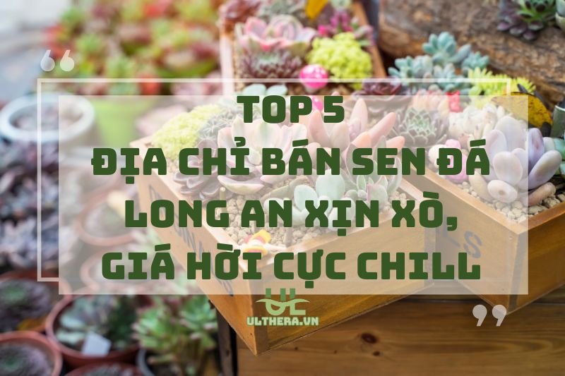 Địa chỉ bán sen đá Long An xịn xò, giá hời cực chill 2025