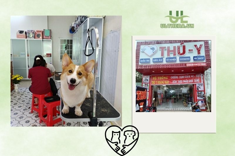 Dịch vụ thú y Hoàng Nam