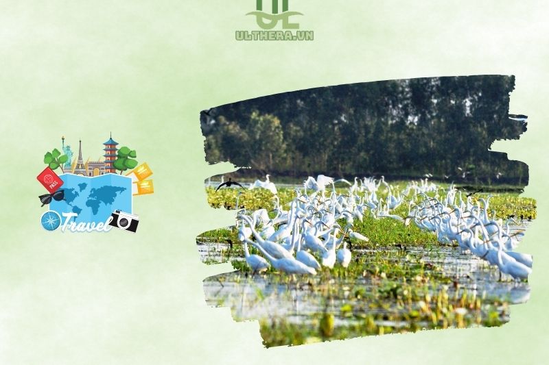 Lưu ý và mẹo khi tham quan Láng Sen