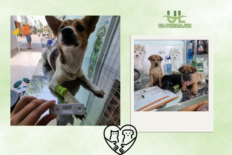 Ngọc Trang Vet Clinic
