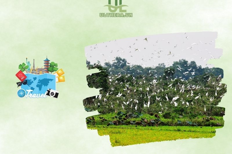 Những trải nghiệm không thể bỏ lỡ tại khu bảo tồn đất ngập nước Láng Sen