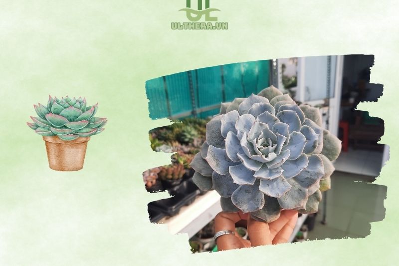 Sen đá Long An đẹp xịn mịn