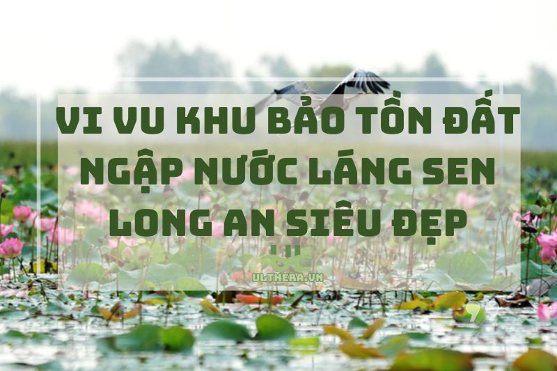 Vi vu Khu bảo tồn đất ngập nước Láng Sen Long An siêu đẹp 2025