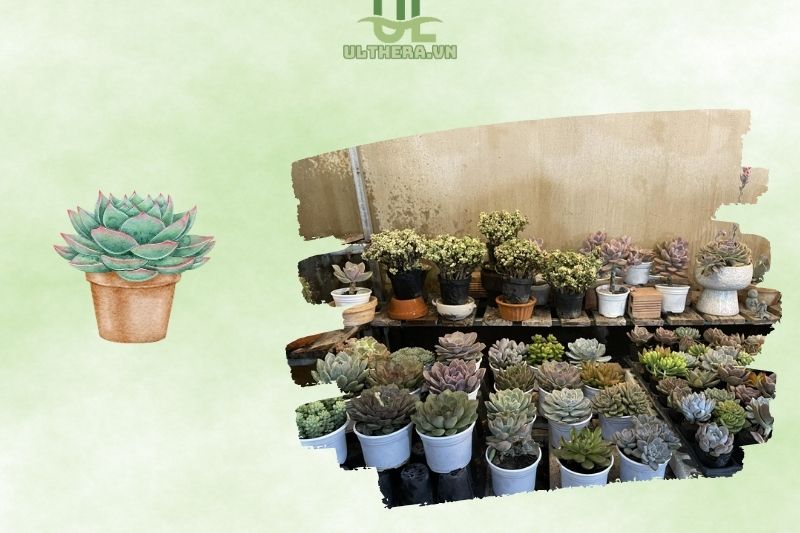 Vườn sen đá Bến Lức - Puni Garden