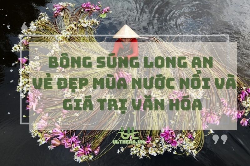 Bông Súng Long An – Vẻ Đẹp Mùa Nước Nổi Và Giá Trị Văn Hóa
