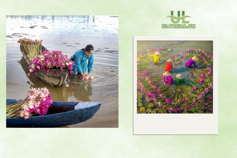 Giá trị văn hóa của bông súng trong đời sống người dân miền Tây