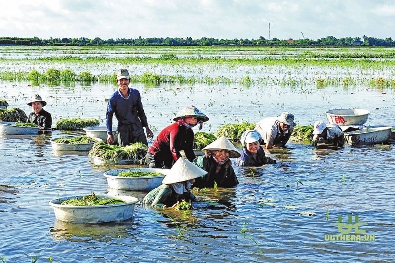 Đặc điểm Hẹ Nước Long An 