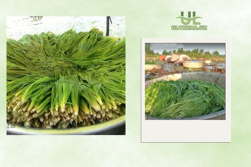 Lợi Ích Kinh Tế Của Hẹ Nước Đối Với Người Dân Long An