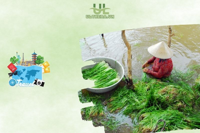Mua Hẹ Nước Ở Đâu? Giá Hẹ Nước Hiện Nay